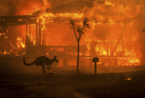 fires in australia